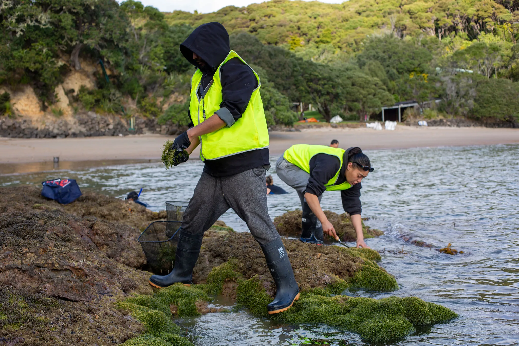 Protecting Our Moana: Patukeha's Response to Caulerpa